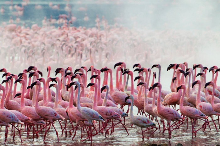 Captivating sight of Flamingos