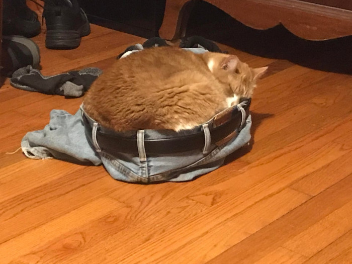 8. "The family cat likes to sleep in my pants."