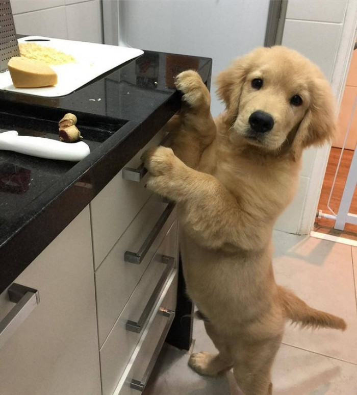12. "All this cheese is for me! Right, human?"