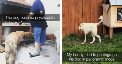 Iconic Failed Doggo Panorama Attempts That Are Guaranteed to Make You Laugh
