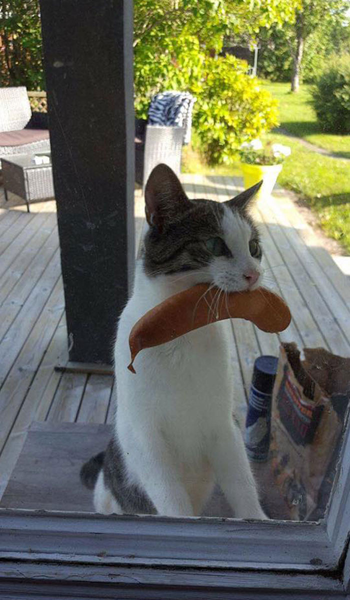 3. This cat stole a sausage