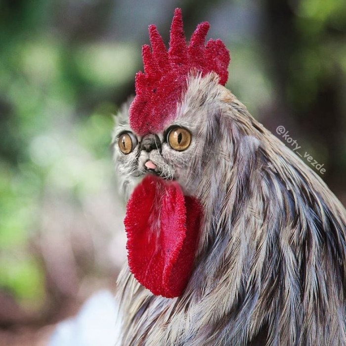 28. Cat faces confirmed to improve chickens.