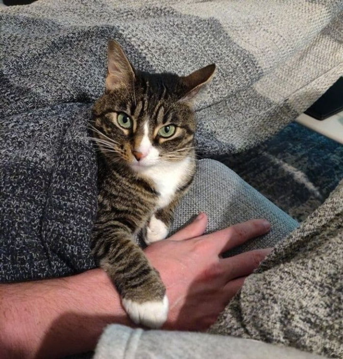 15. “I just tried to hold my husband’s hand, and my cat was not pleased about it.”