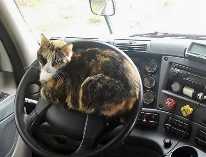 19. The cat driver.