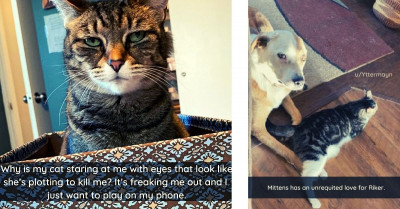 These Hilarious Cats Might Help You Realize All Cat Owners Have Something in Common