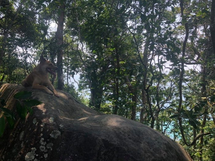 Vancouver couple looking distressed on remote trail in dense jungle