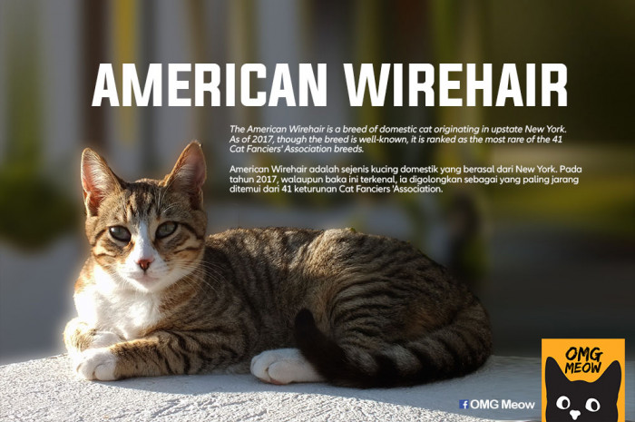 17. American Wirehair