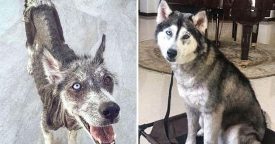 Photos Of Dogs That Perfectly Depict How Their Lives Changed After Their Adoption