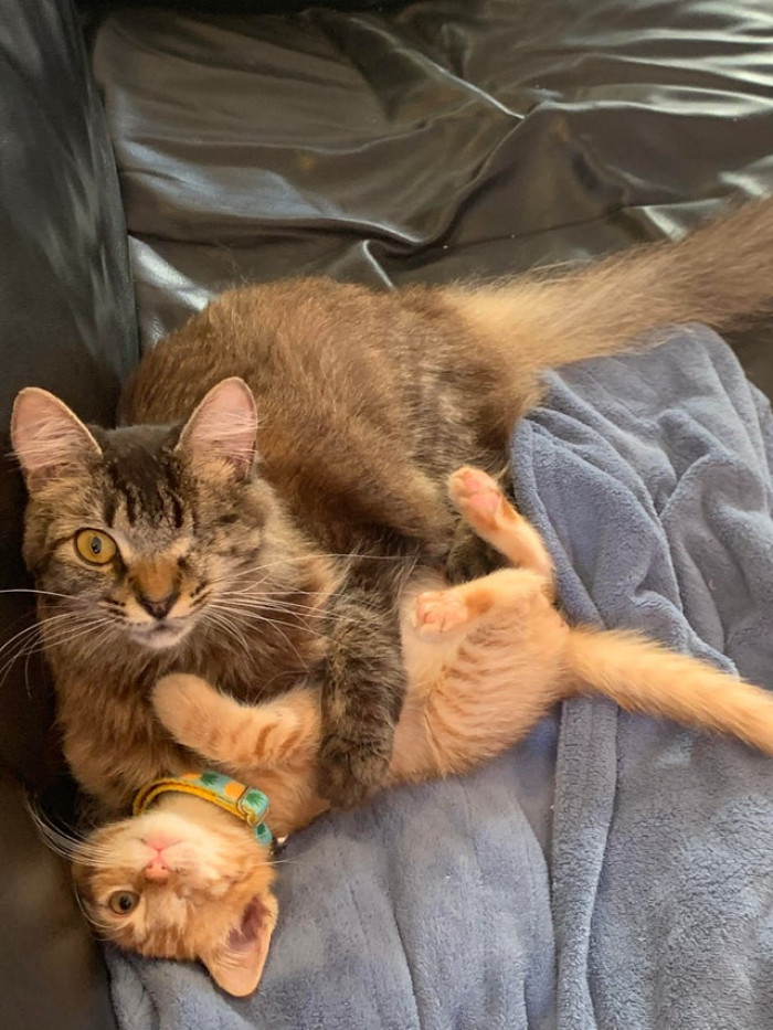 These two kitties who found someone to look out for them