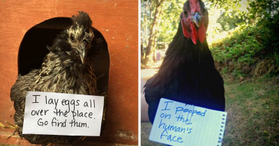 Humans Who Shamed The Heck Out Of Their Misbehaved Chickens