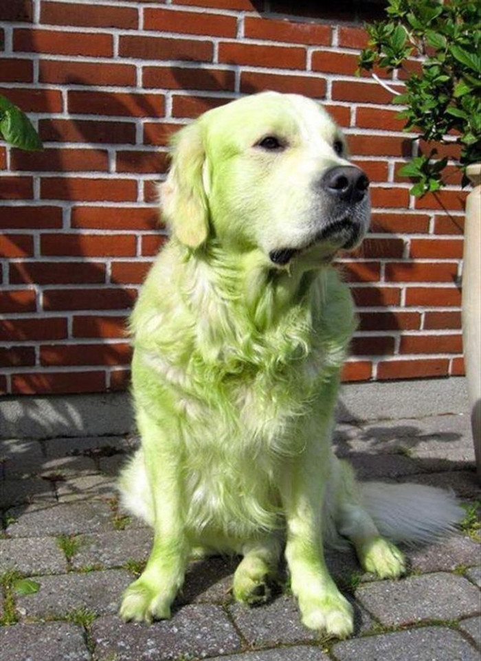 16. This golden retriever thought it was a smart idea to roll around on a freshly mowed lawn.