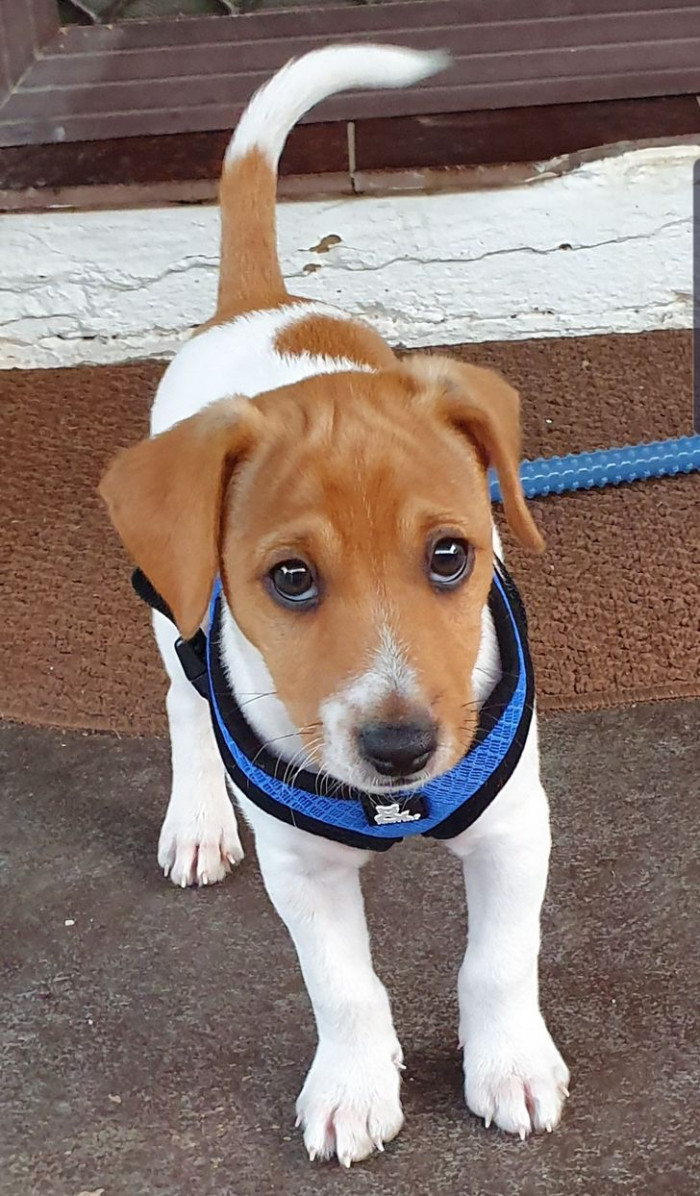 5. "My new puppy trying on his harness for the first time."