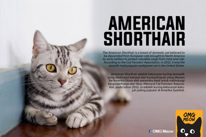 30. American Shorthair