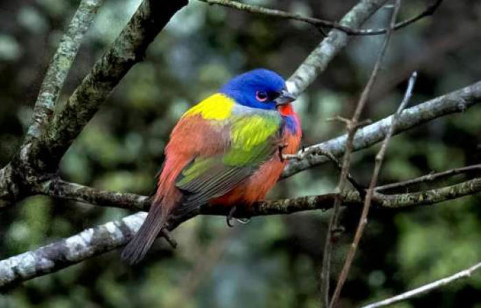 Tan pronto como se abrieron las puertas, los observadores de aves se adentraron en las rocas y los arbustos alrededor del parque en el lado de Great Falls, en Maryland, para ver cierto pájaro que se ve fascinantemente mágico.