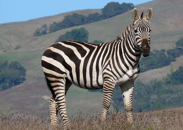 23. Zebras aren't only found in African savannas