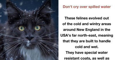 Reasons Why Maine Coon Cats Are Absolutely Awesome