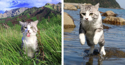 Nyankichi The Cat Is Hands Down The Most Photogenic Cat In The World