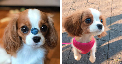 This Adorable Dog Is So Tiny, It's Hard To Believe She Is 2 Years Old