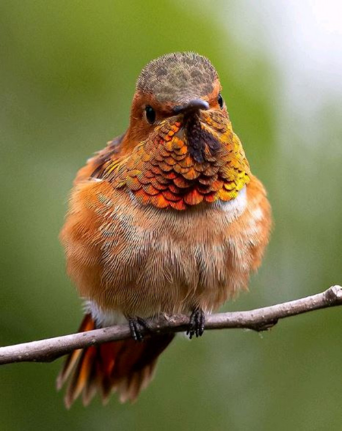 Las amenazas potenciales incluyen la pérdida de haƄitat, el uso de pesticidas y la extensión de especies de plantas enfermas.