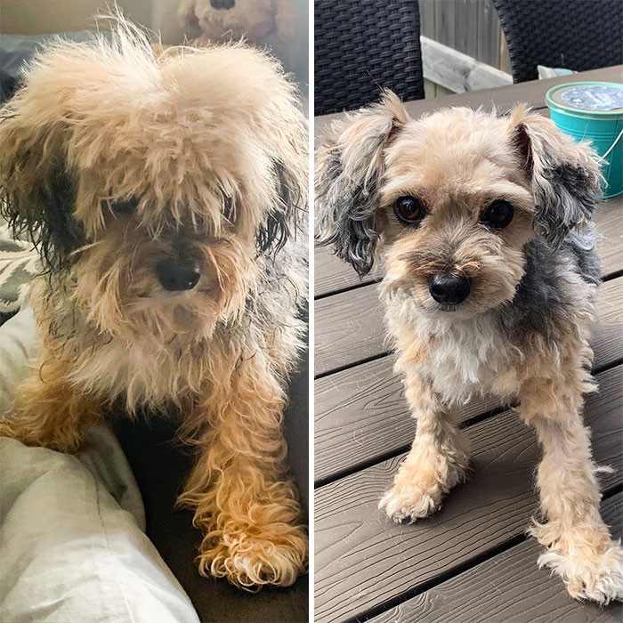 Dog Owners Who Tried To Groom Their Best Friends While In Self