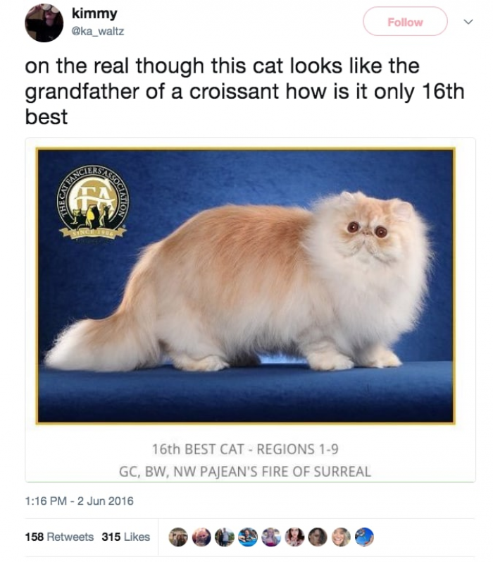 28. Ranking Cats?