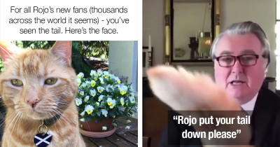 Fluffy Cat Surprises Zoom Members When He Interrupted This Scottish Politician's Video