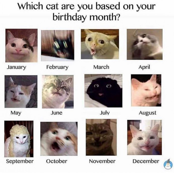 5. I wish I was born in every month so all of these cats could be me.