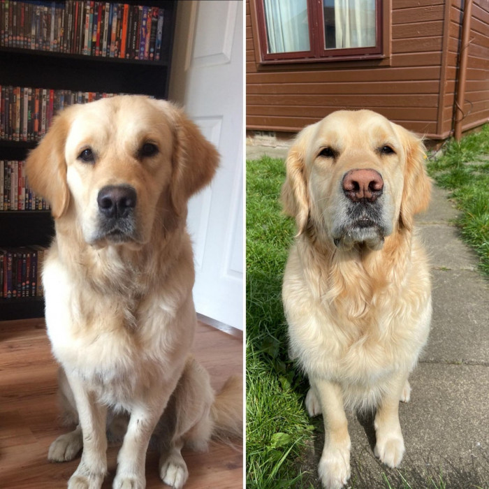 3. "Years of boops have taken their toll on Odin's nose."