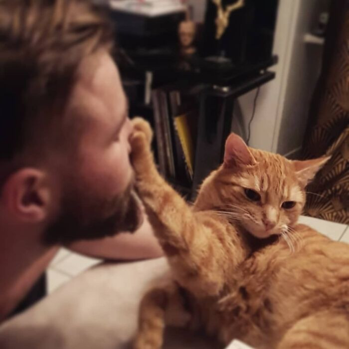 Sassy Cats Reject Their Hoomans Cuddles In The Funniest Ways Sassy Cats Reject Their Hoomans Cuddles In The Funniest Ways