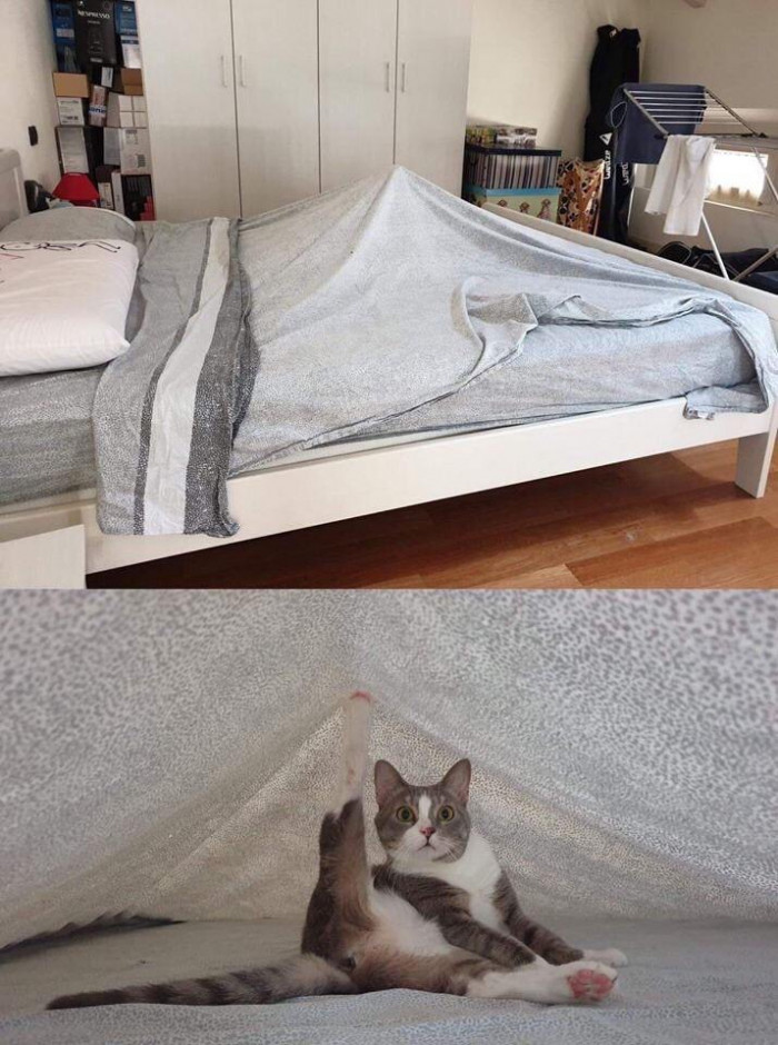 30. This cat wants to show you how to build a fort.