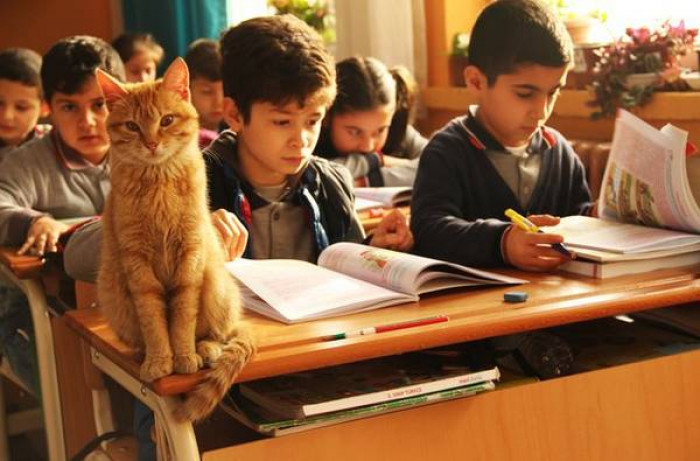 The third-grade teacher, Özlem Pınar Ivaşcu, said the students fell in love with Tombi straight away. “The children liked him very much,” she said.