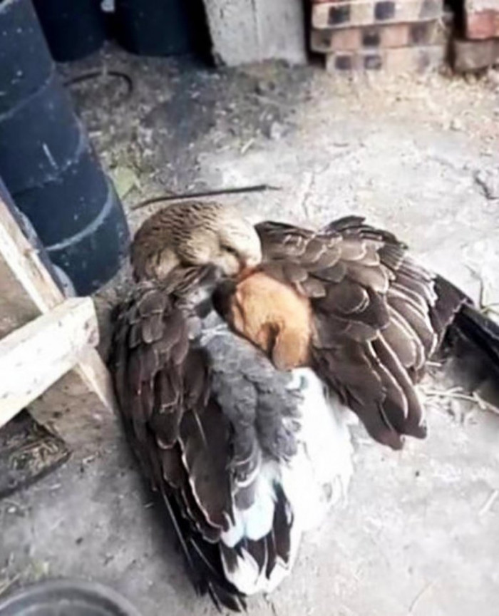 The goose used her downy feathers to share her body heat with the pup, stretching her big wings around him to shield him from the cold.