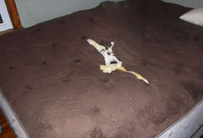 Spot the dog in the picture