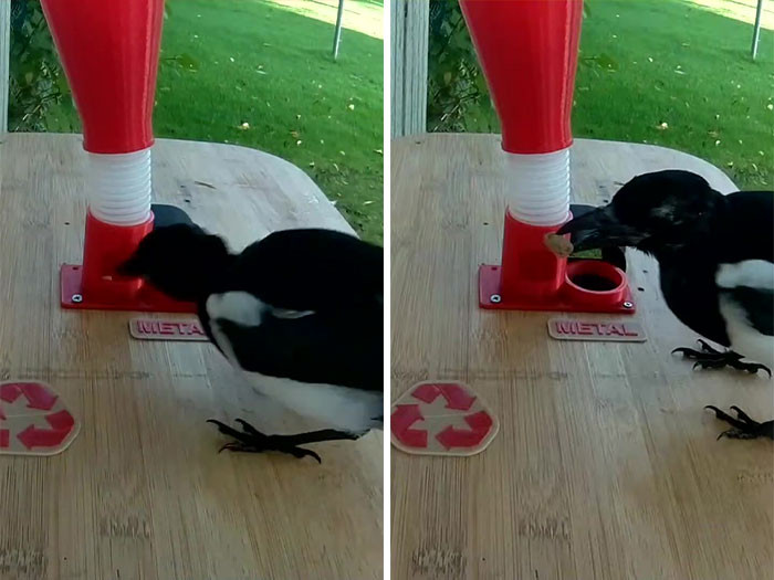 Hans hopes to move on to more than just bottle caps. He wants to train the birds to pick up cigarette butts, fallen fruit, and other rubbish from his backyard and neighborhood.