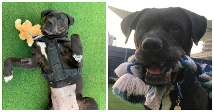 Shelter volunteer gently interacting with returned dog in the facility