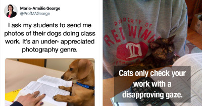 Professor Receives the Best Replies After Asking Her Students to Send Photos of Their Dogs Doing Classwork