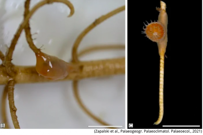 In a University of Warsaw press release, Zapalski called his team's discovery a 