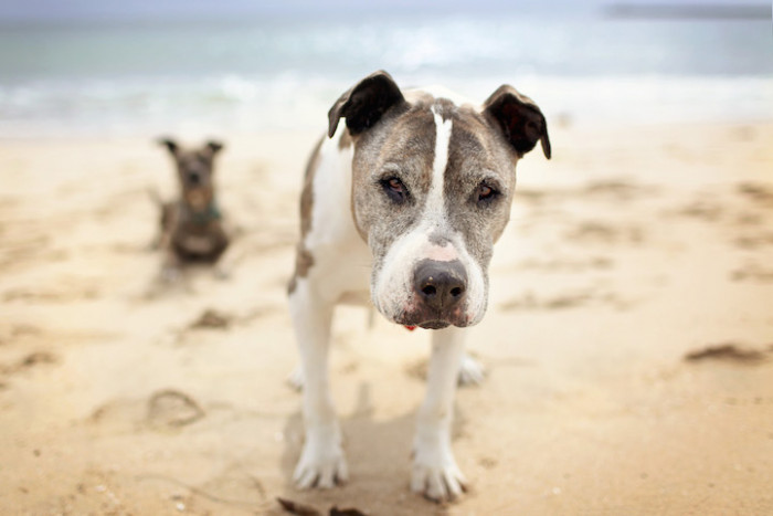 6. Sunny was adopted by photographer Lori Fusaro. The dog had infected eyes and a large tumor on her leg, but that didn't deter Fusaro.