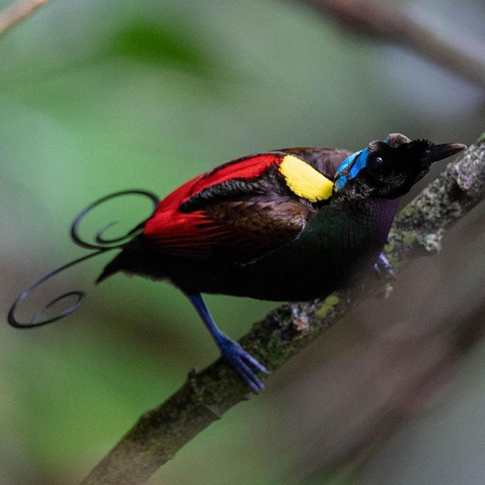 In the wild, Wilson's birds of paradise live around 5-8 years, but in captivity they can live up to 30 years.