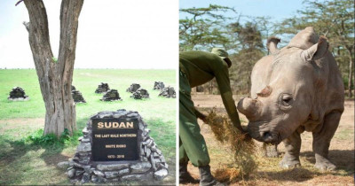 The Last White Rhino Receives The Sweetest Goodbye From The People Who Loved Him Most