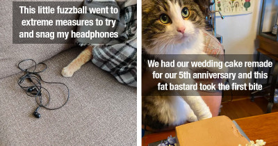 Adorable Cats Are Definitely Up To Hilarious Mischief