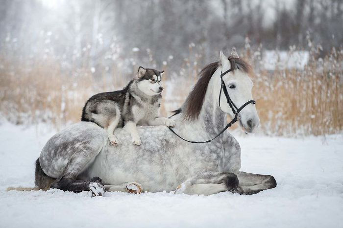 10. Friendship Between A Horse And Husky