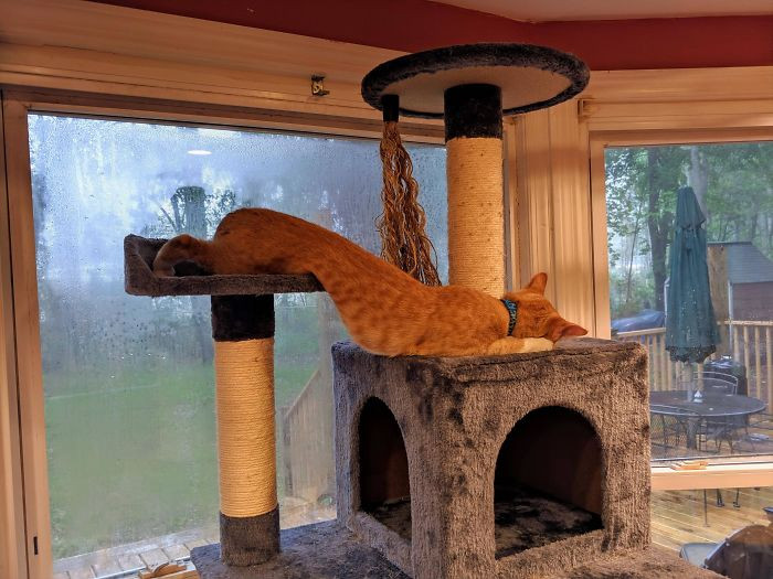 21. "Very Long Cat"