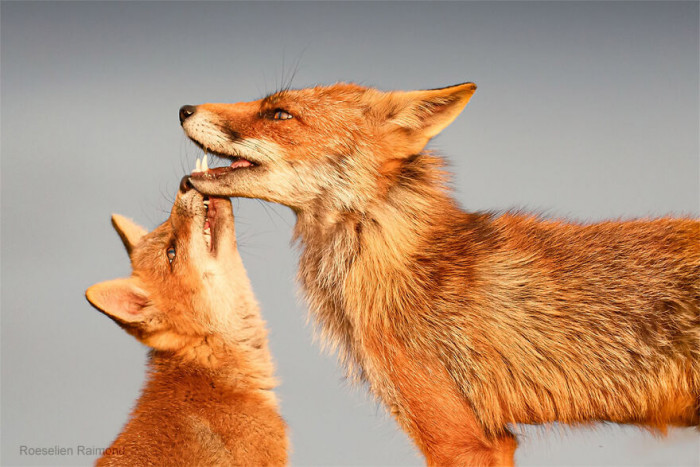 2. “FoxTalk”