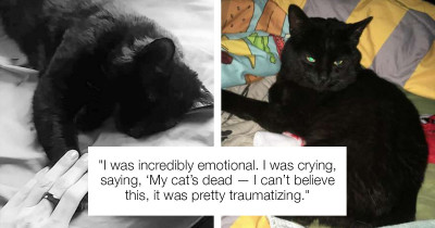 Cat Previously Presumed Dead Returns After Funeral