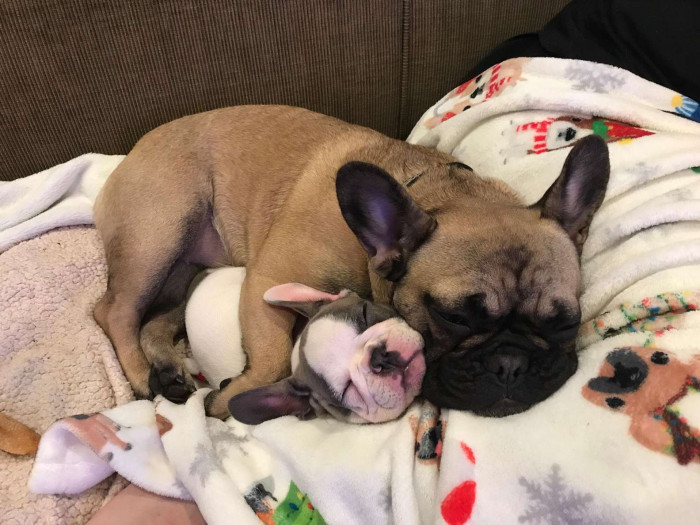 It became instantly obvious that Frannie was delighted for her little pup sibling, snuggling her instantly under her paw.