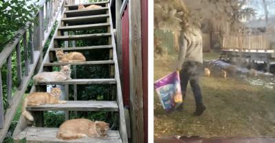 Couple Bought An Old Farmhouse And Quickly Discovered It Came With 15 Cats