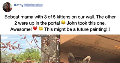 Bobcat Family Recorded Enjoying Themselves On This Woman's Porch