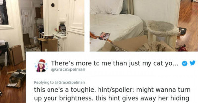 Everybody Struggles To Find The Ninja Cat In These Photos