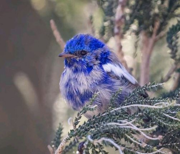 Nests are typically built 1 meter above the ground. 